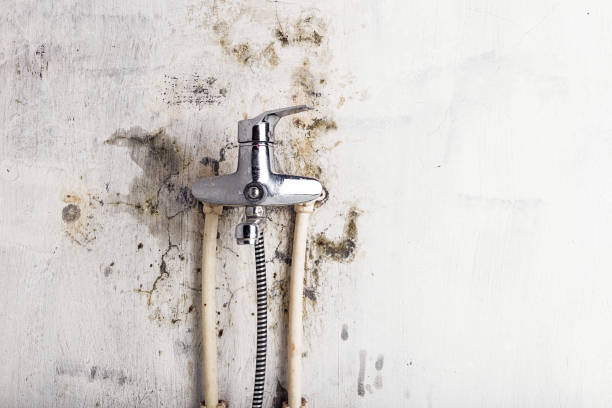 Best Black Mold Remediation in Moriches, NY