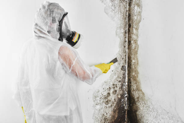 Best Industrial Mold Remediation in Moriches, NY