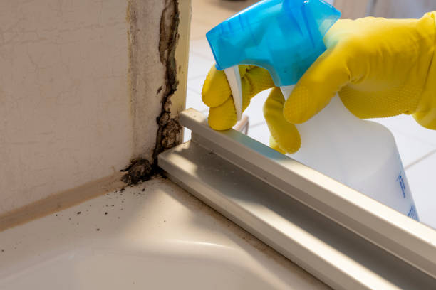Best Basement Mold Remediation in Moriches, NY