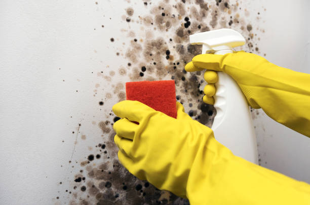 Best Attic Mold Remediation in Moriches, NY