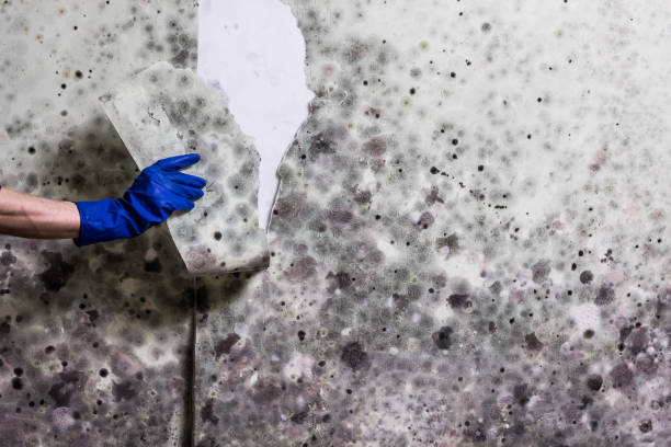 Best White Mold Remediation in Moriches, NY