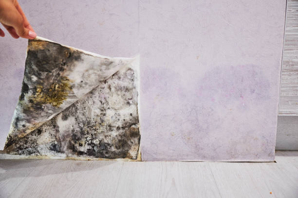 Best Residential Mold Remediation in Moriches, NY
